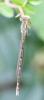Sympecma fusca